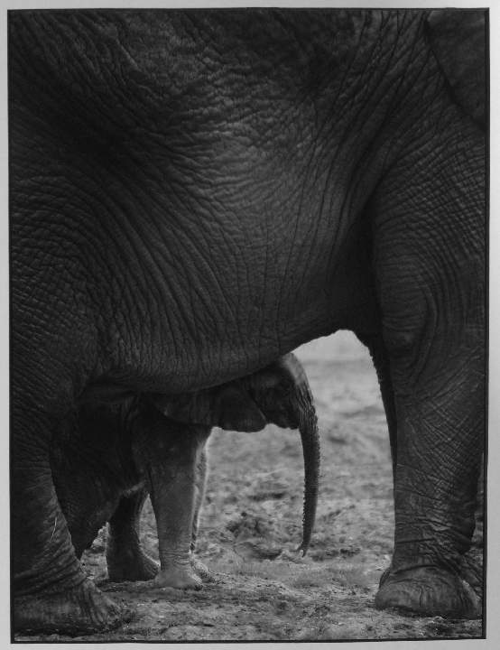 Pictorial - Ganzoni Cup.jpg - Michael May - Hide and seek